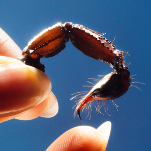 Squid/Cowards (Deluxe Edition with Bonus 10" & Poster) [LP]