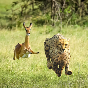 Thundercat & Tame Impala/No More Lies (Clear Vinyl + Screenprint) [7"]