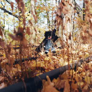 Woods, Billy/Golliwog [LP]