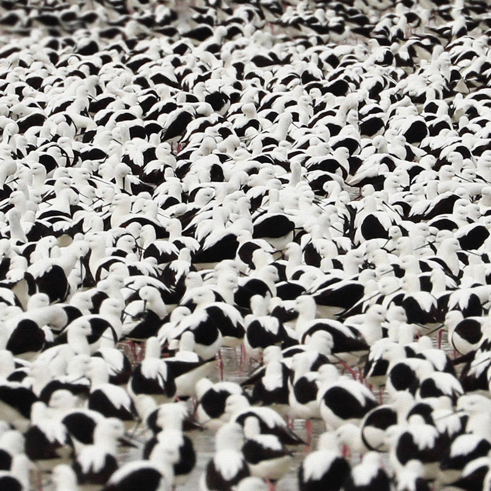 Donnelly, Stella/Flood (Opaque Red Vinyl) [LP]