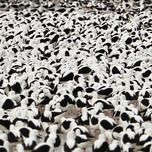 Donnelly, Stella/Flood (Opaque Red Vinyl) [LP]