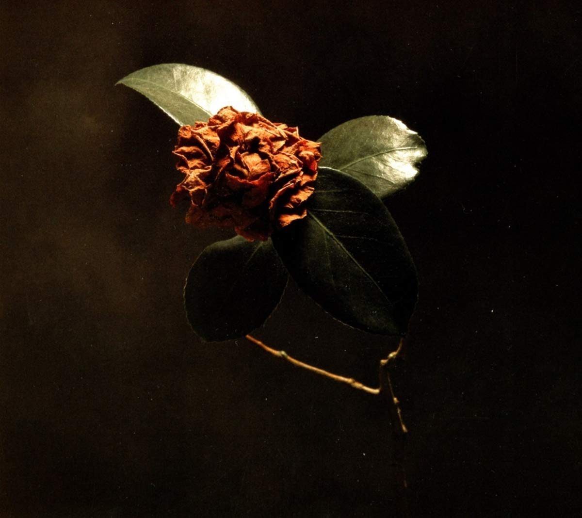 St. Paul & The Broken Bones/Young Sick Camellia [CD]