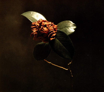 St. Paul & The Broken Bones/Young Sick Camellia [CD]