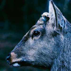 toe/The Book About My Idle Plot On A Vague Anxiety (Coloured Vinyl) [LP]